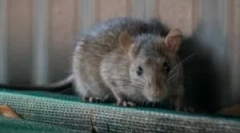 Cum și cum să prindă un șobolan în casă?